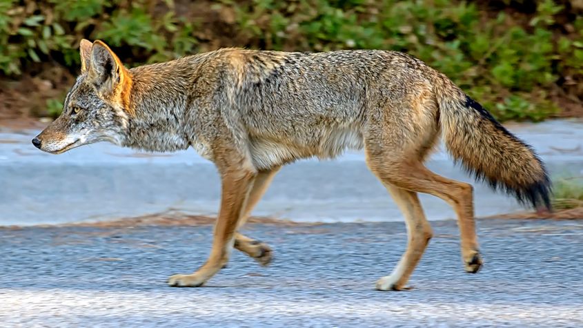 Coyote, Seymour Center trail