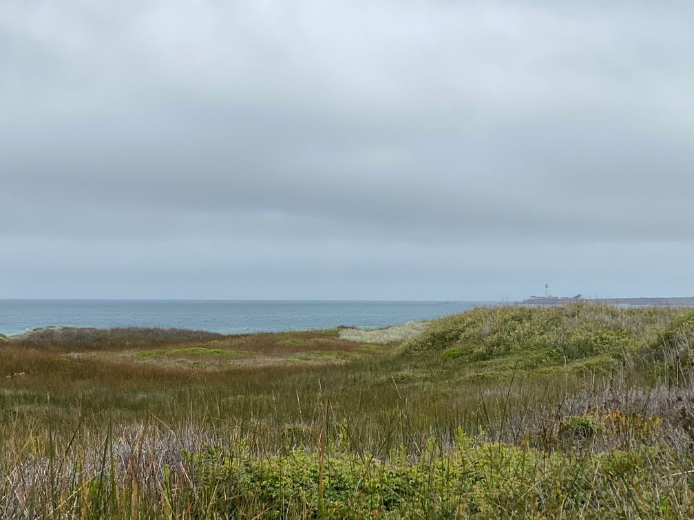 Coastal dunes and plants with Pigeon Point Lighthouse in the background