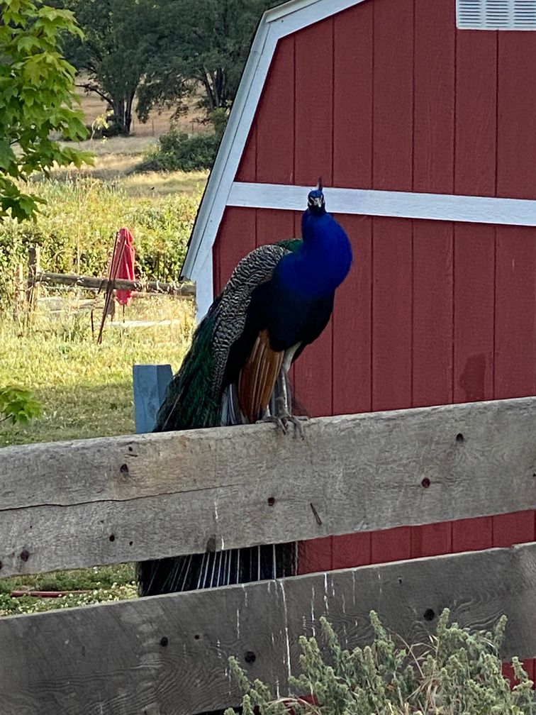 Peacock standing on a wood fence next to a red barn.
