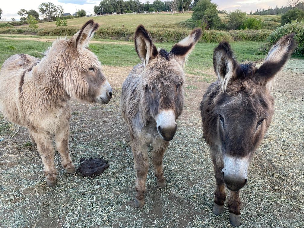 Three donkeys in a field