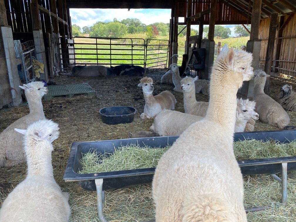 Alpacas in a barn with feeder trough and large pigs in the background.